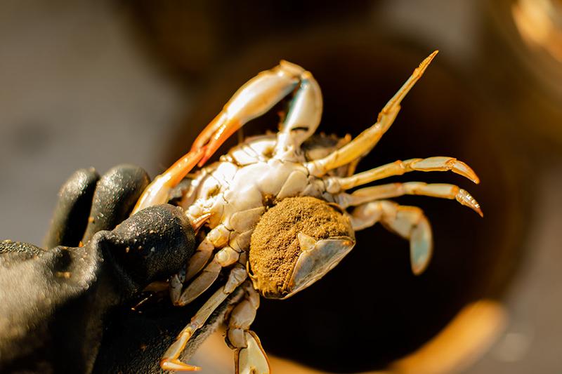 Crab Country: An Insatiable Quest on the Chesapeake Bay