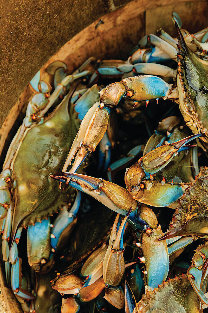 State asks for removal of blue crab traps off Florida coast by Monday