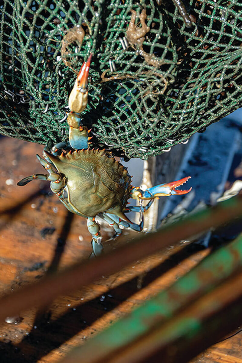Crab Country: An Insatiable Quest on the Chesapeake Bay