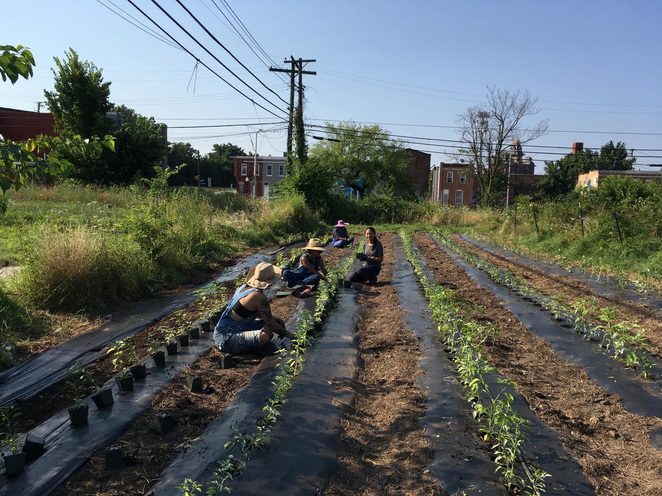 Farm Alliance's Urban Farming Training Academy is Welcoming a New Class