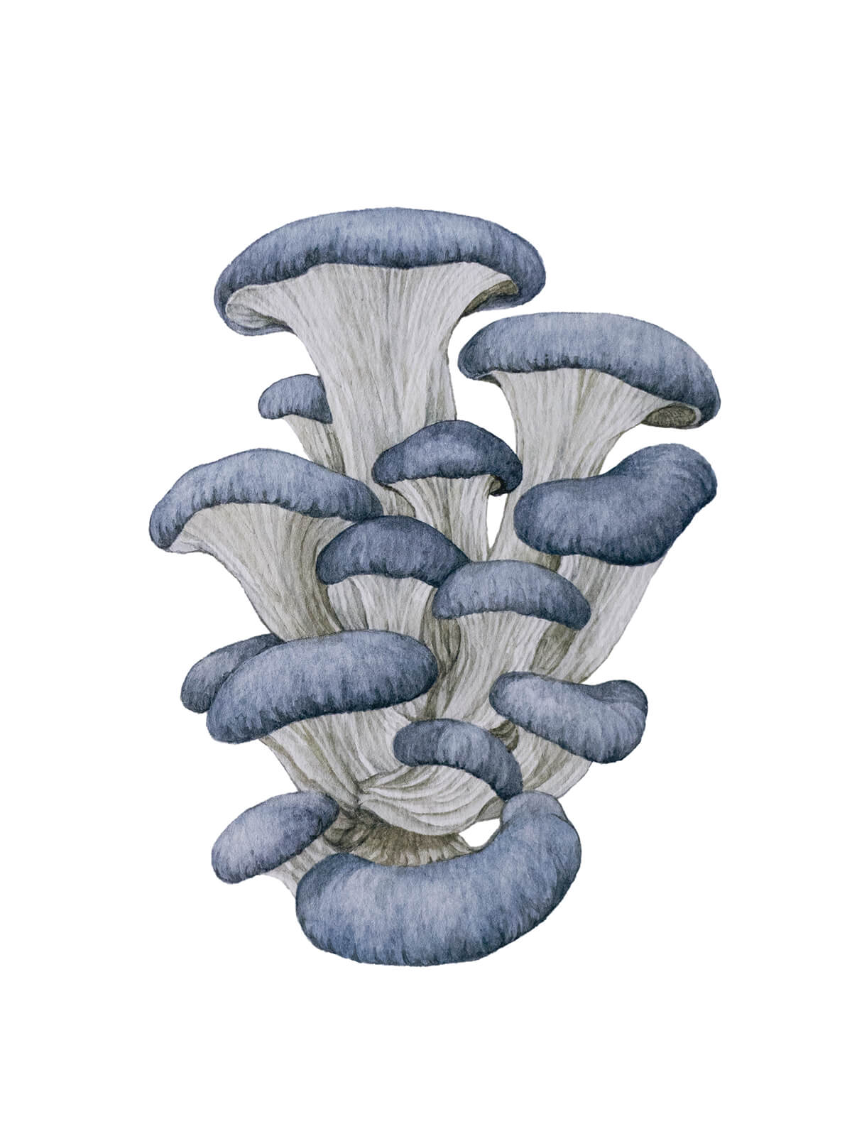 BlueOyster_CMYK