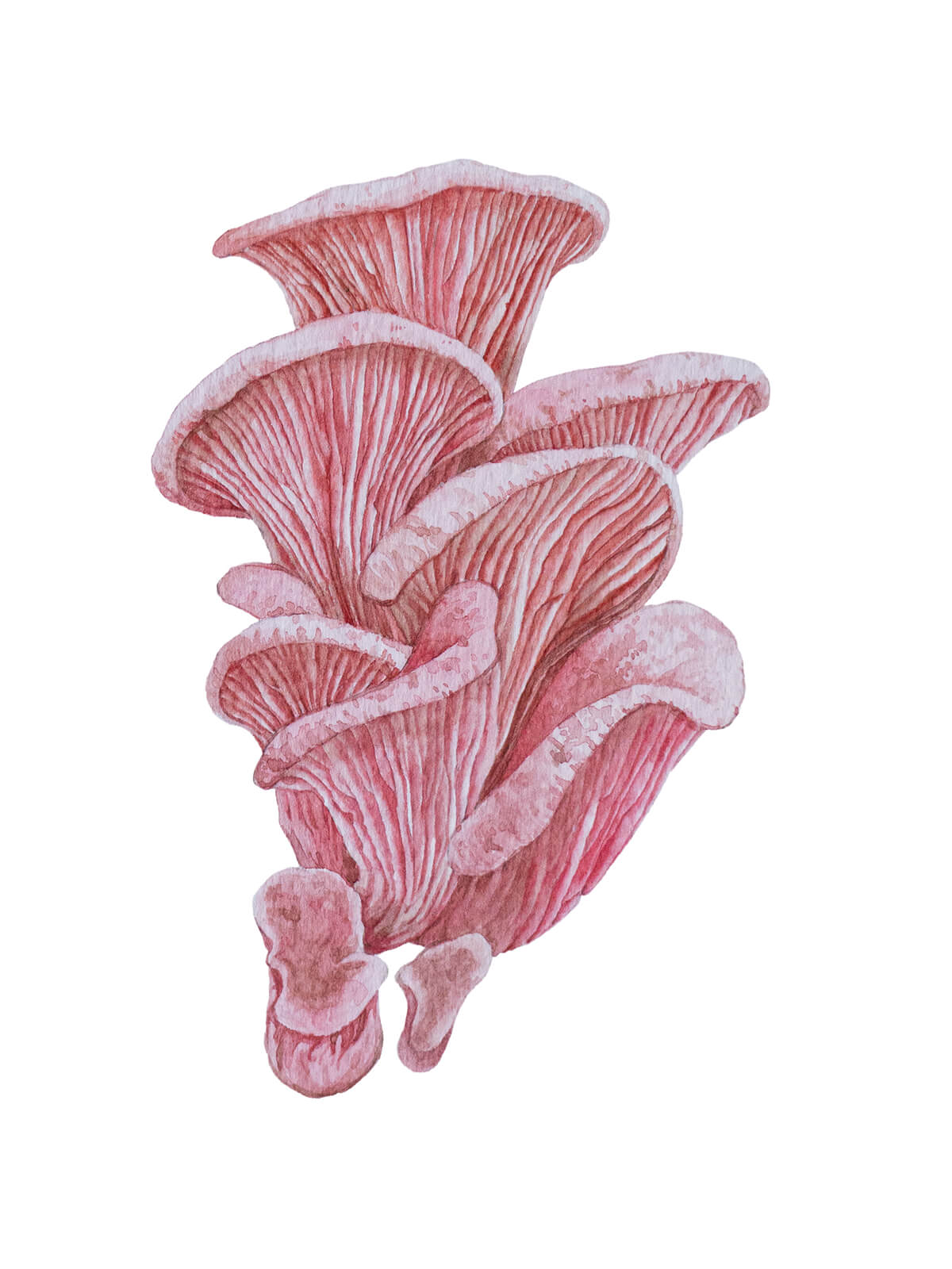 PinkOyster_CMYK