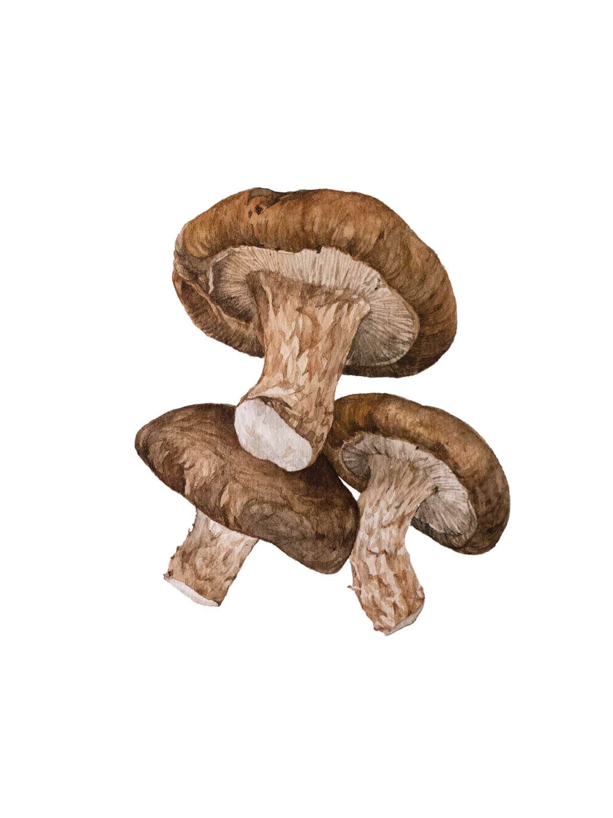 Shiitake_CMYK