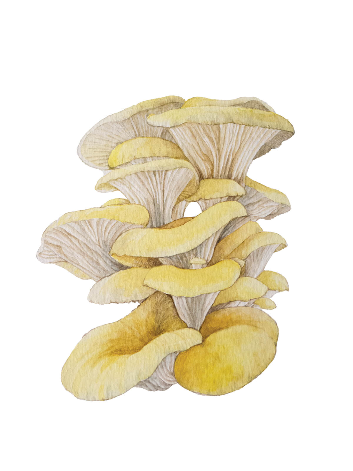 YellowOyster_CMYK