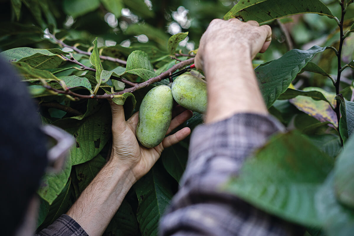 How To Make Your Fruit Last Twice As Long - Lovely Lucky Life