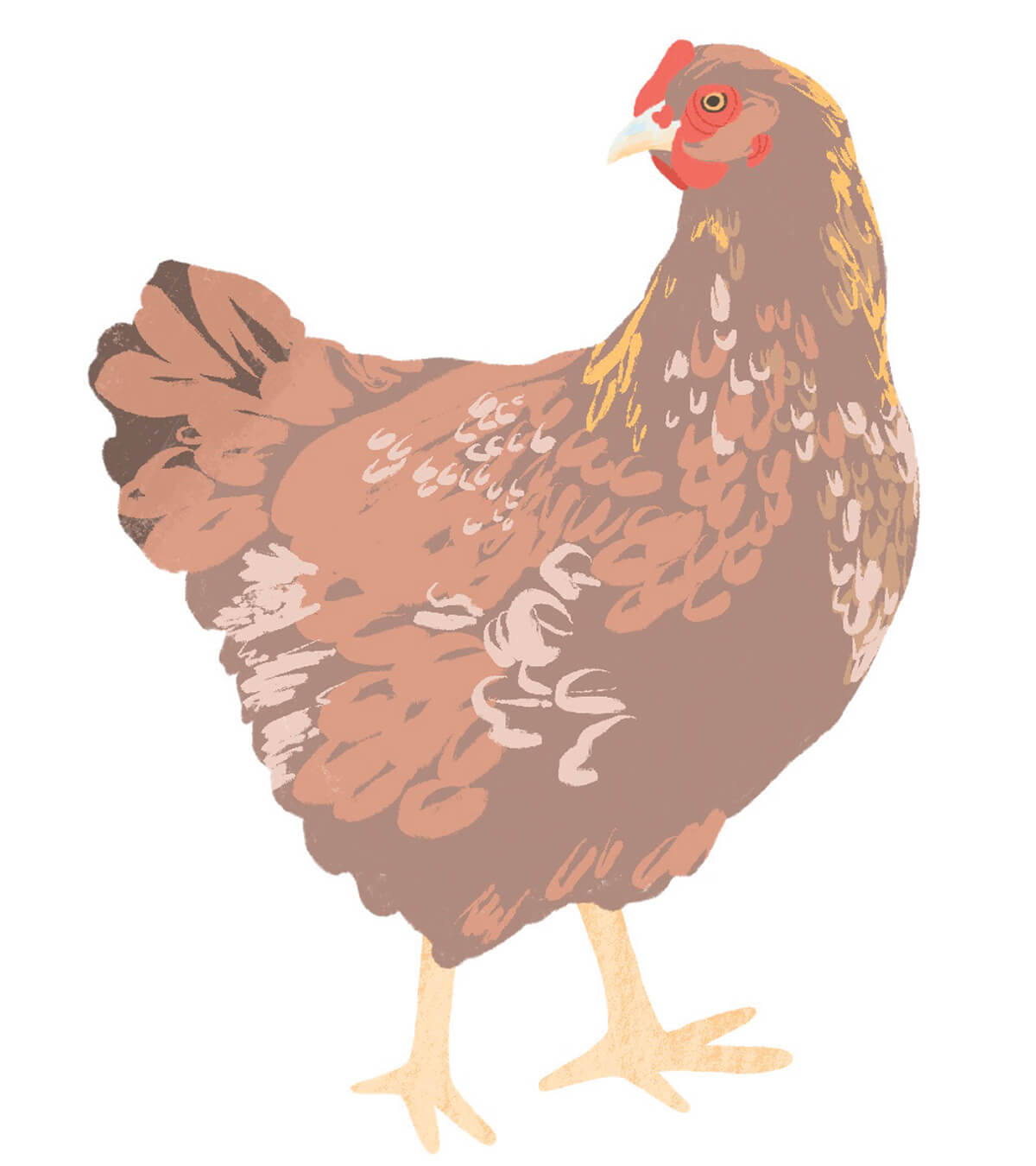 RhodeIslandRed_CMYK