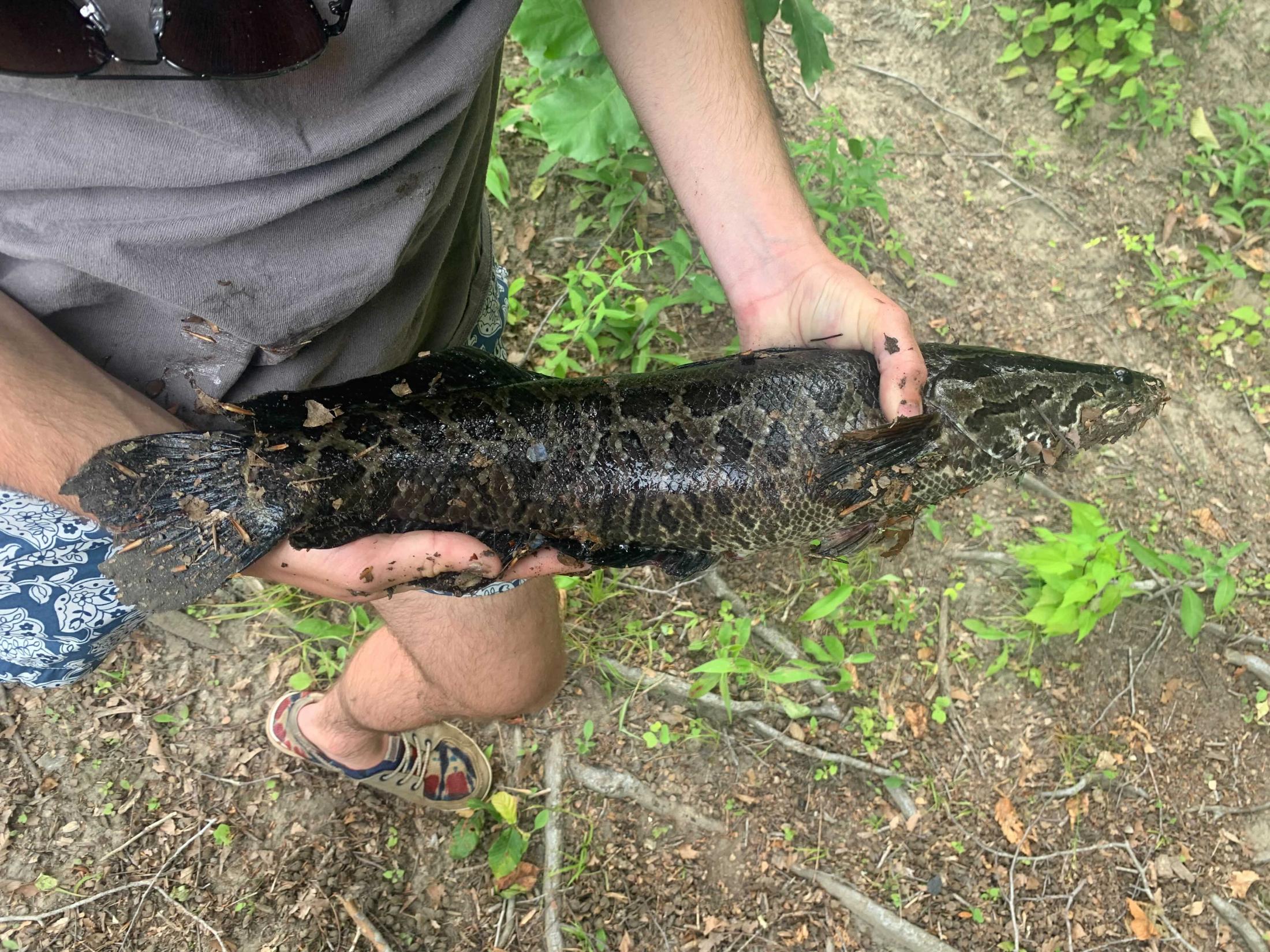 The Northern Snakehead: Ugly to Look At, But Delicious and Sustainable to  Eat