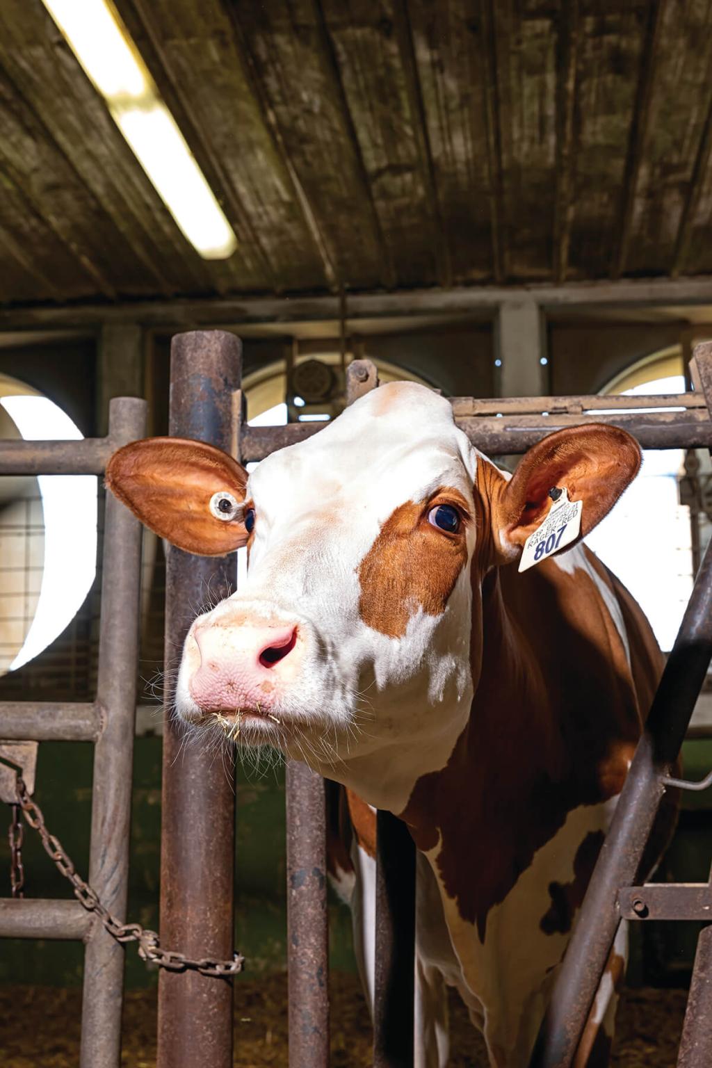 Two Sisters the Next Generation to Milk Cows at Broom’s Bloom Dairy