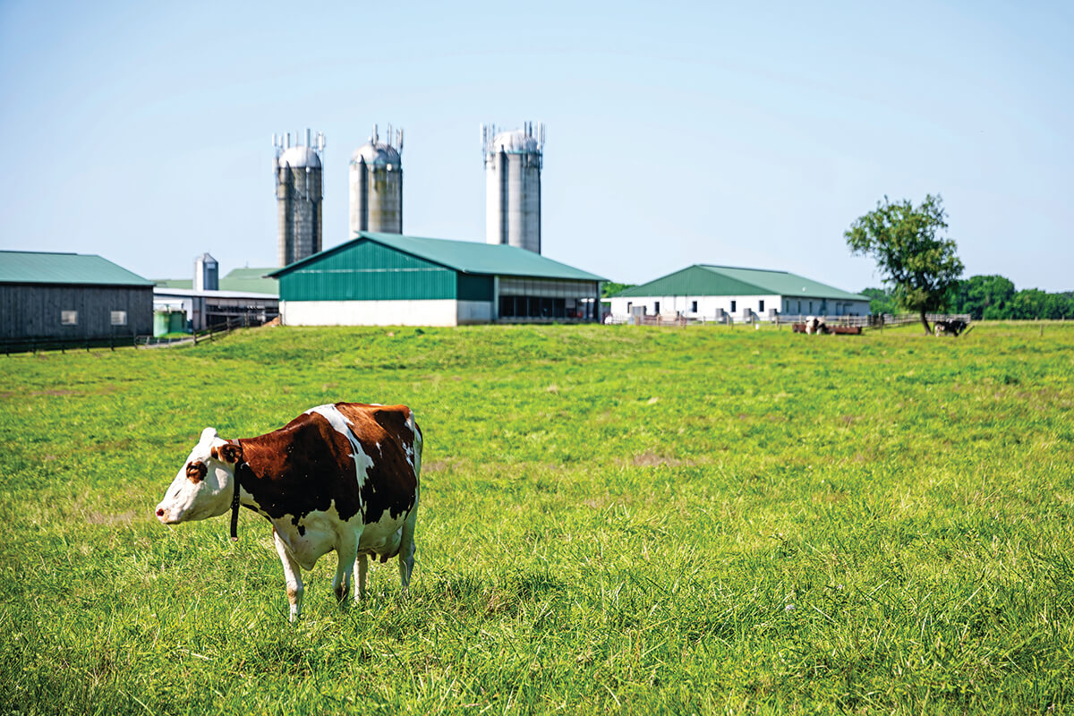 For the love of cows, a dream barn was built – 'Cause Comfort Matters