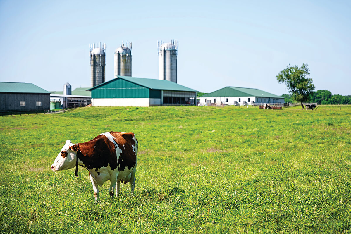 BROOMSBLOOMDAIRY_0113_CMYK