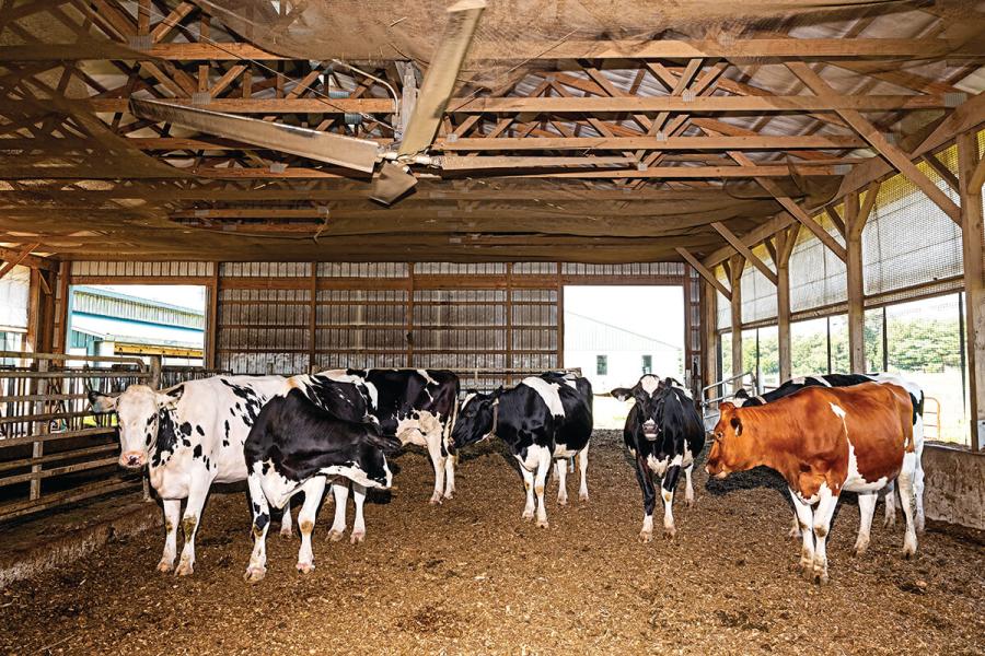 Two Sisters the Next Generation to Milk Cows at Broom’s Bloom Dairy