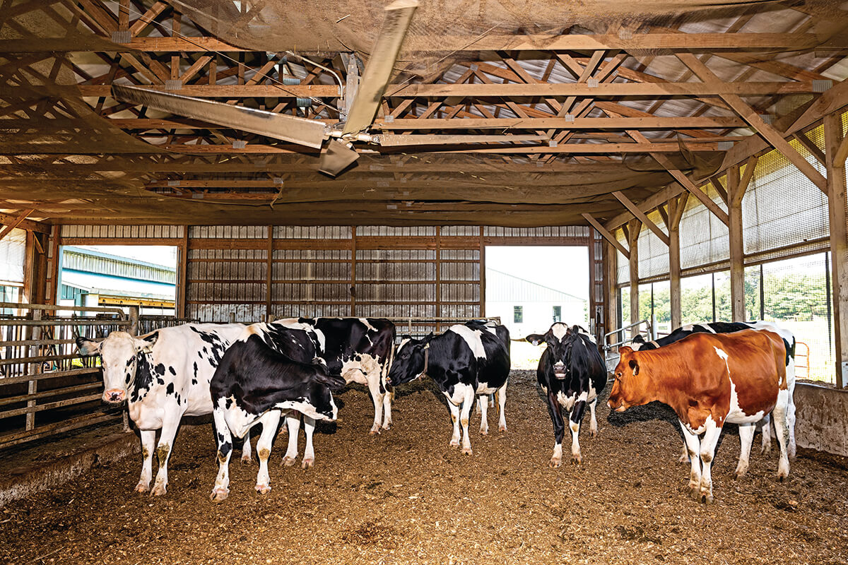 BROOMSBLOOMDAIRY_0129_CMYK