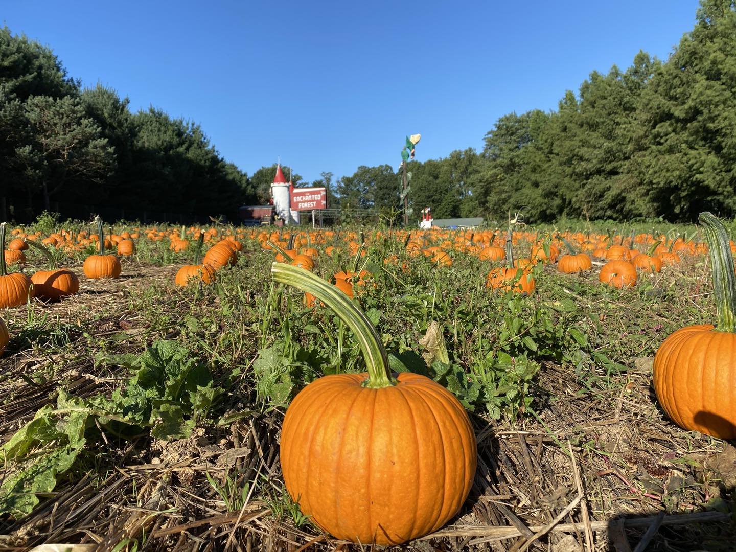 The Ultimate Baltimore Area Pumpkin Picking Guide