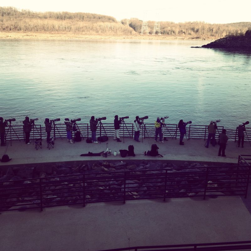 The Conowingo Dam Is One Of The Best Spots In The U S For Seeing Bald Eagles