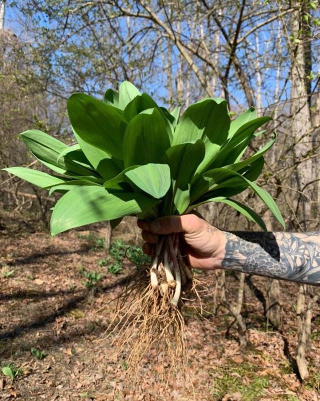 As Ramps Season Comes to a Close, Local Chefs Share Their Love for the