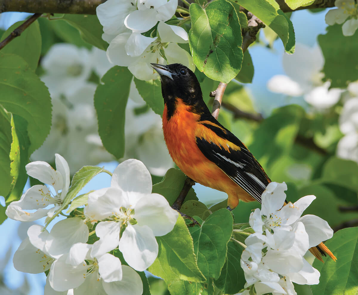 Can’tMiss Baltimore Events Happening Throughout May