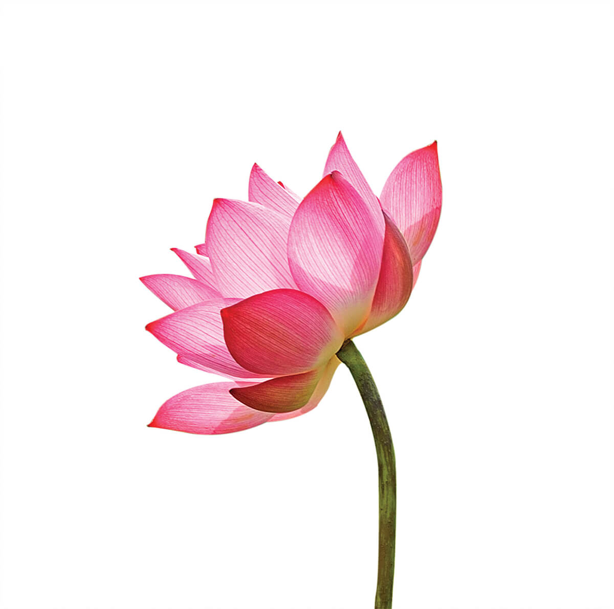 shutterstock_432662239_CMYK
