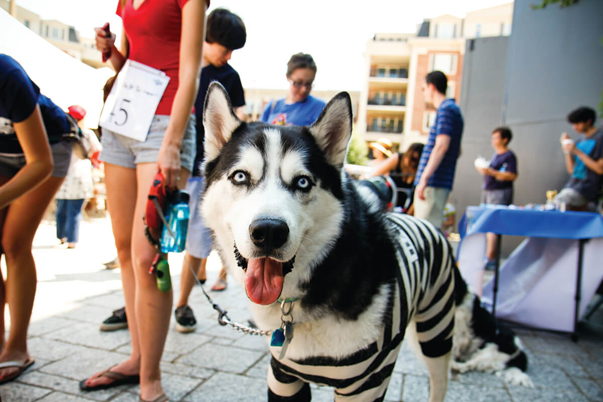 AVAM Pet Parade 2012-1_CMYK