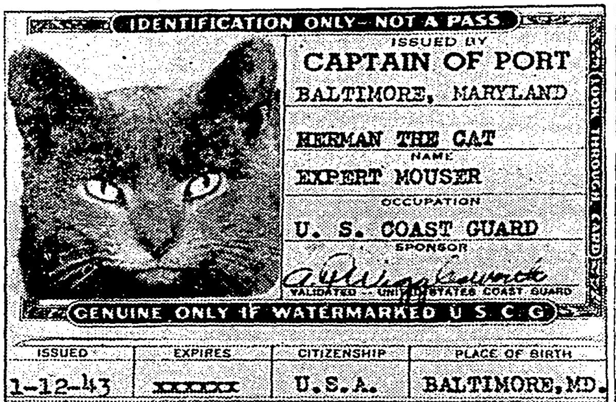The Story of the Baltimore Cat That Joined the Coast Guard During