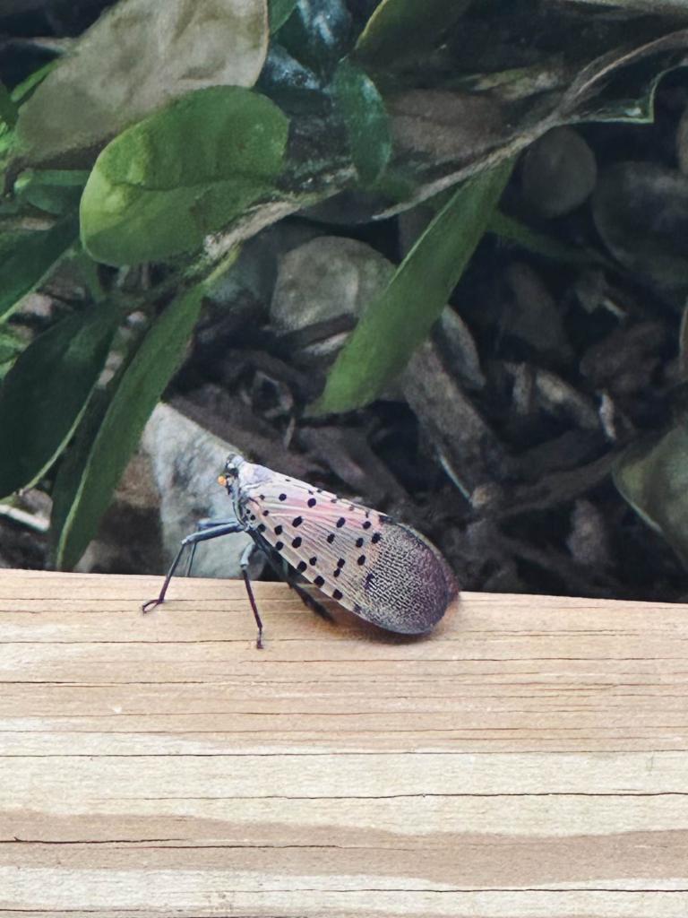 For Better or Worse, the Spotted Lanternfly is Now Maryland’s Most ...