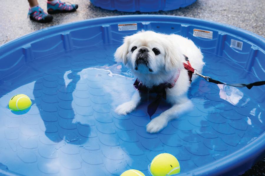 Can’tMiss Baltimore Events Happening Throughout August