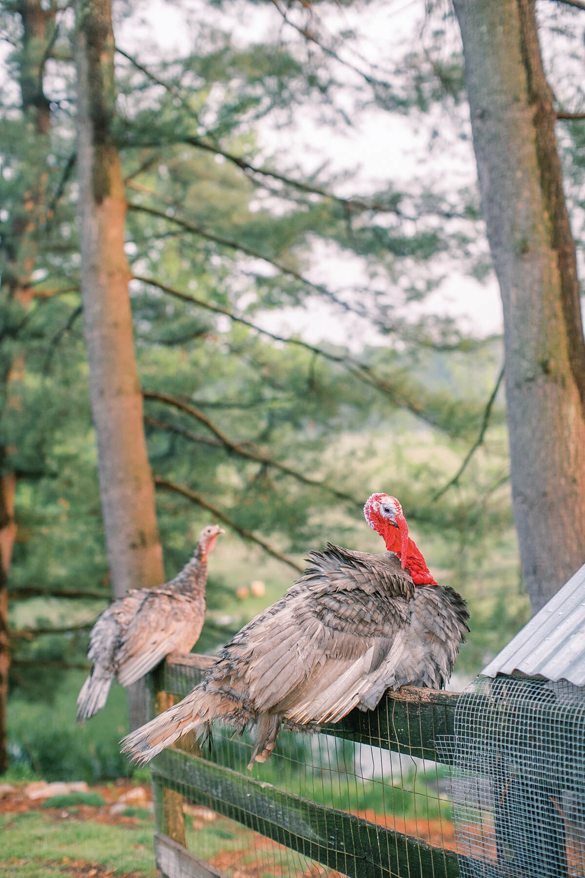 MistyGlen Farm-8068_CMYK