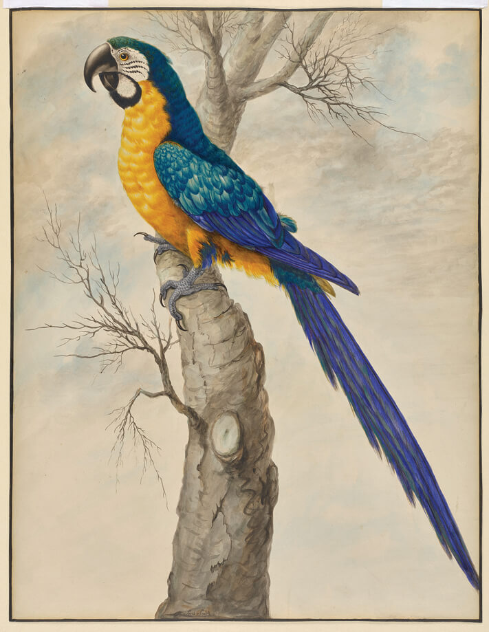 Stone_A Blue and Yellow Macaw_AGO