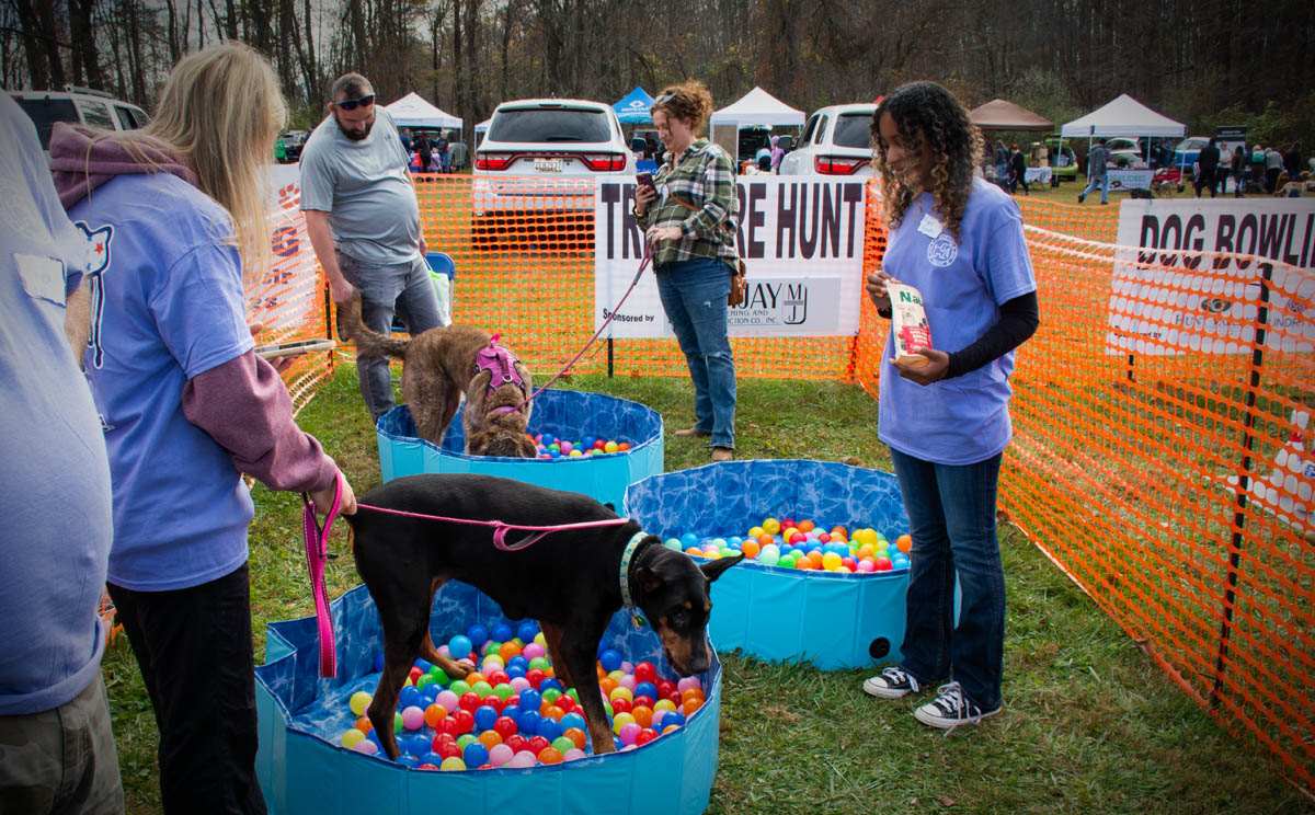 BMag DogFest Scene 2