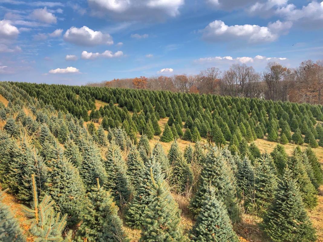 Manchester md christmas tree farms