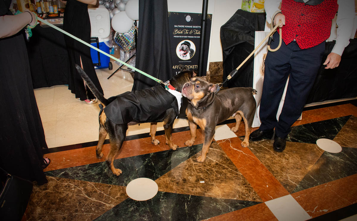 BMag Humane Scene 3