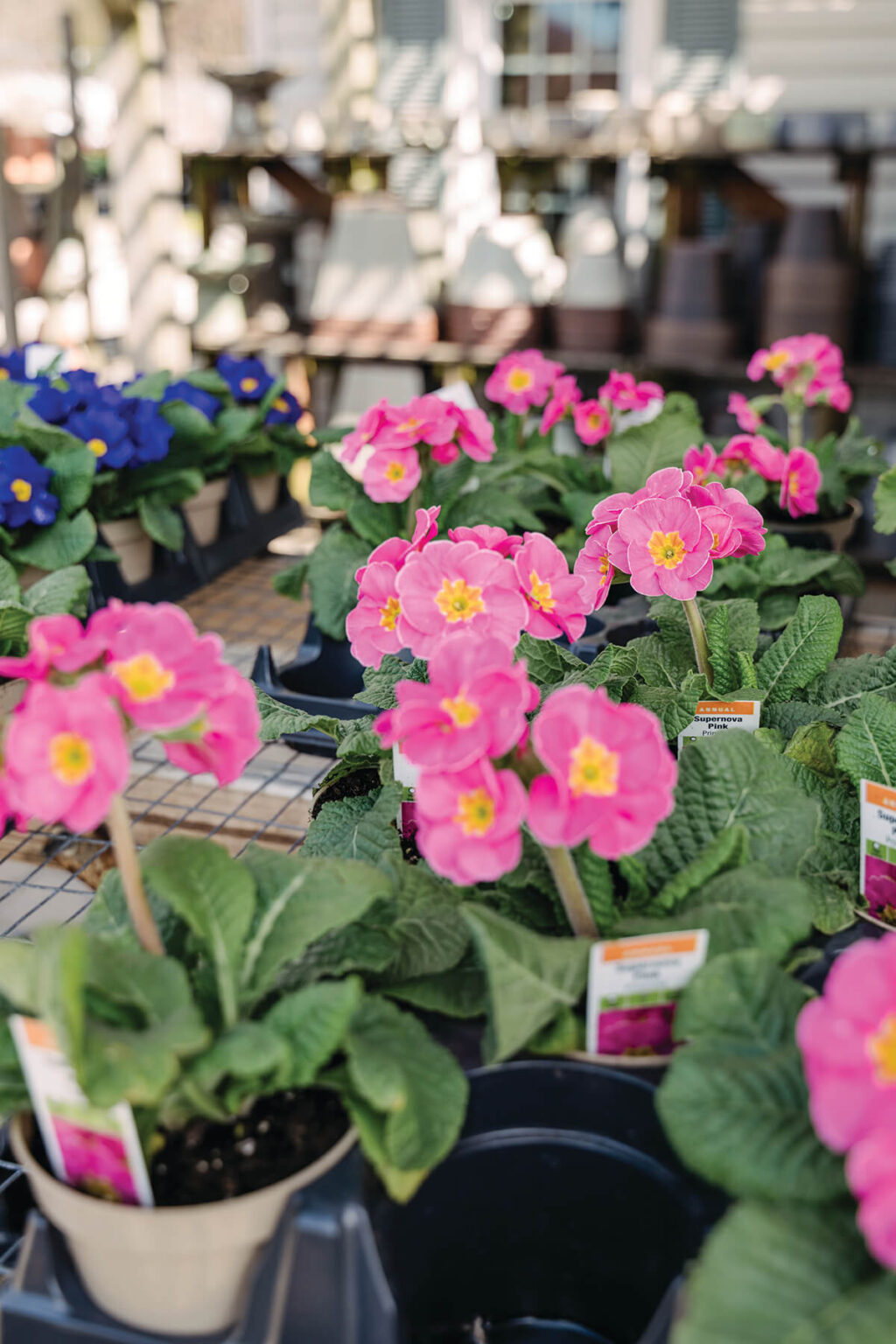 Fifteen Local Nurseries to Help Get Your Garden Growing