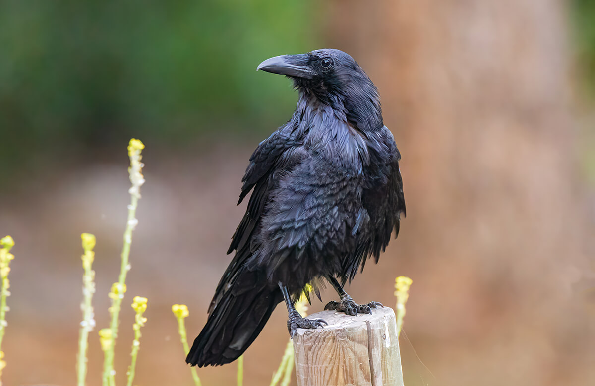 shutterstock_2476459141_CMYK