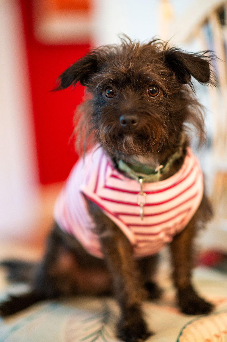 SEPT-25_Pet-Guide_gus-2