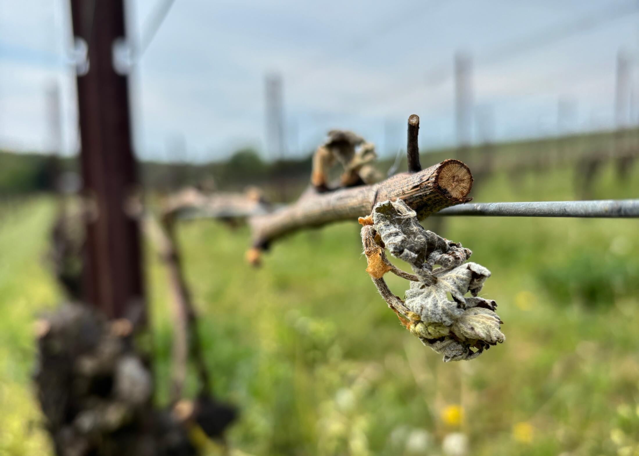 Unprecedented Frost Damage Hits Maryland Farmers Hard. Is This the New Normal?