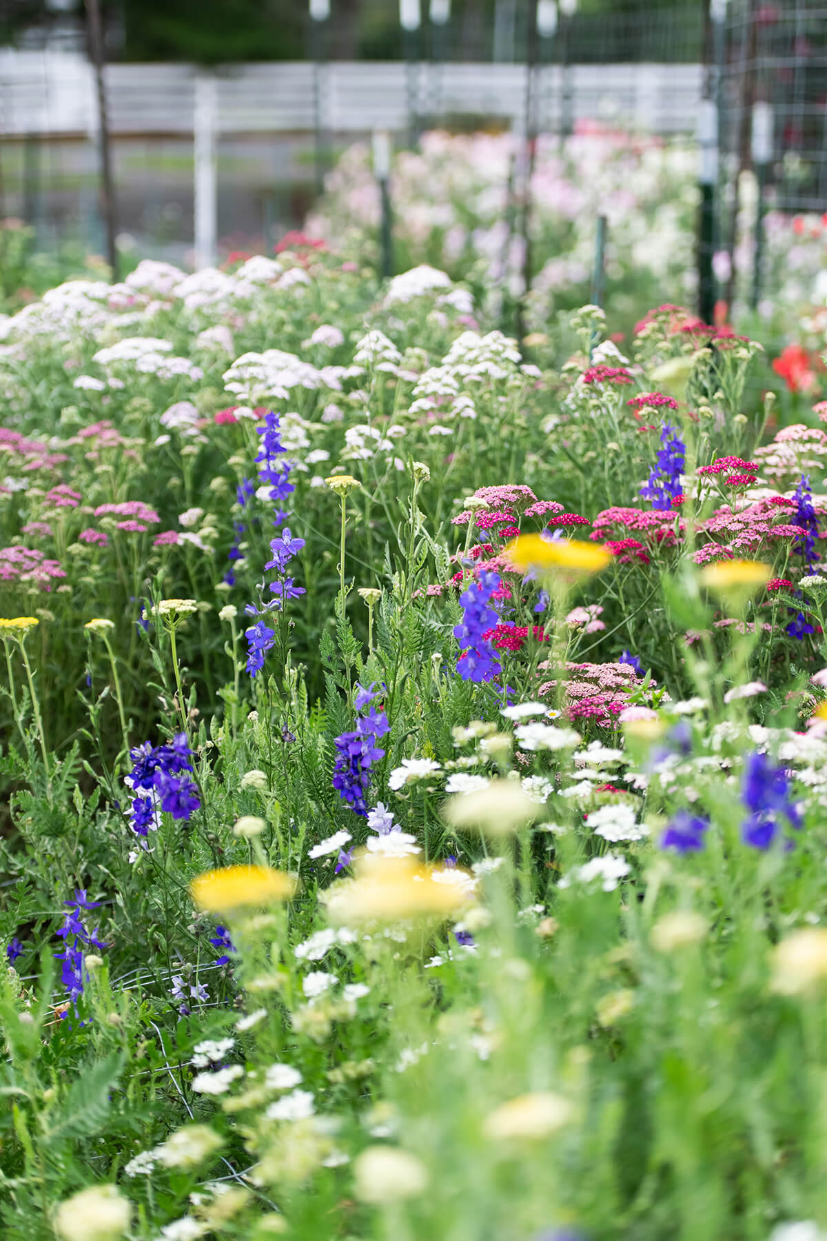 FigmentCottageGardens2026-173